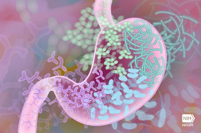 La imagen muestra una representación de una bacteria en el intestino humano.