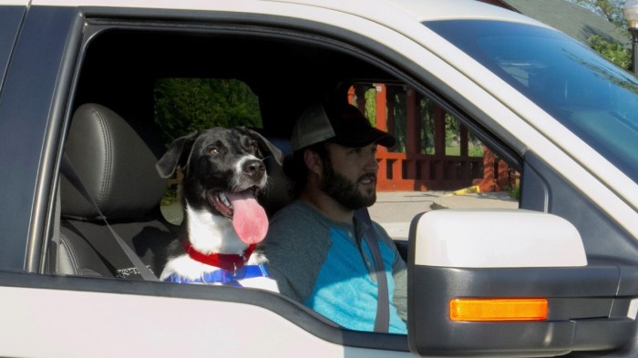 ford modo mascota seguridad perros jinx the dog and truck safety