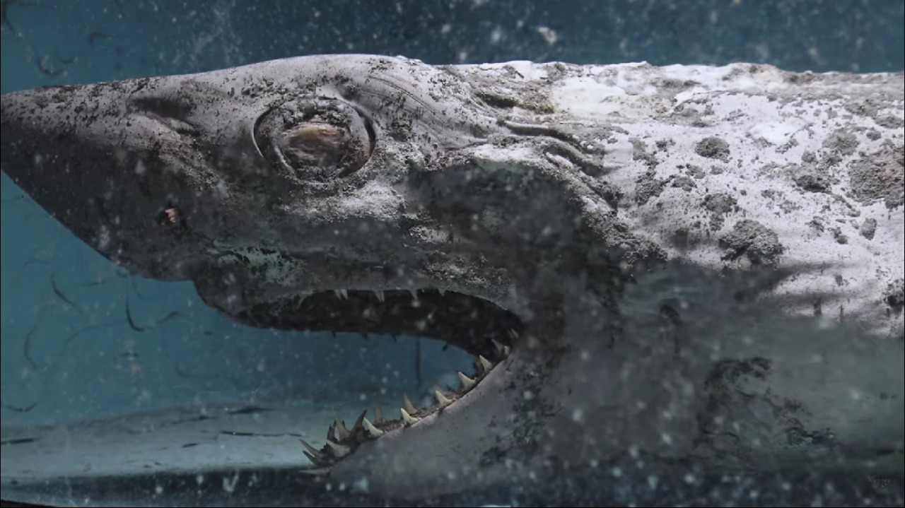 El cadáver de un tiburón en un acuario abandonado de España.