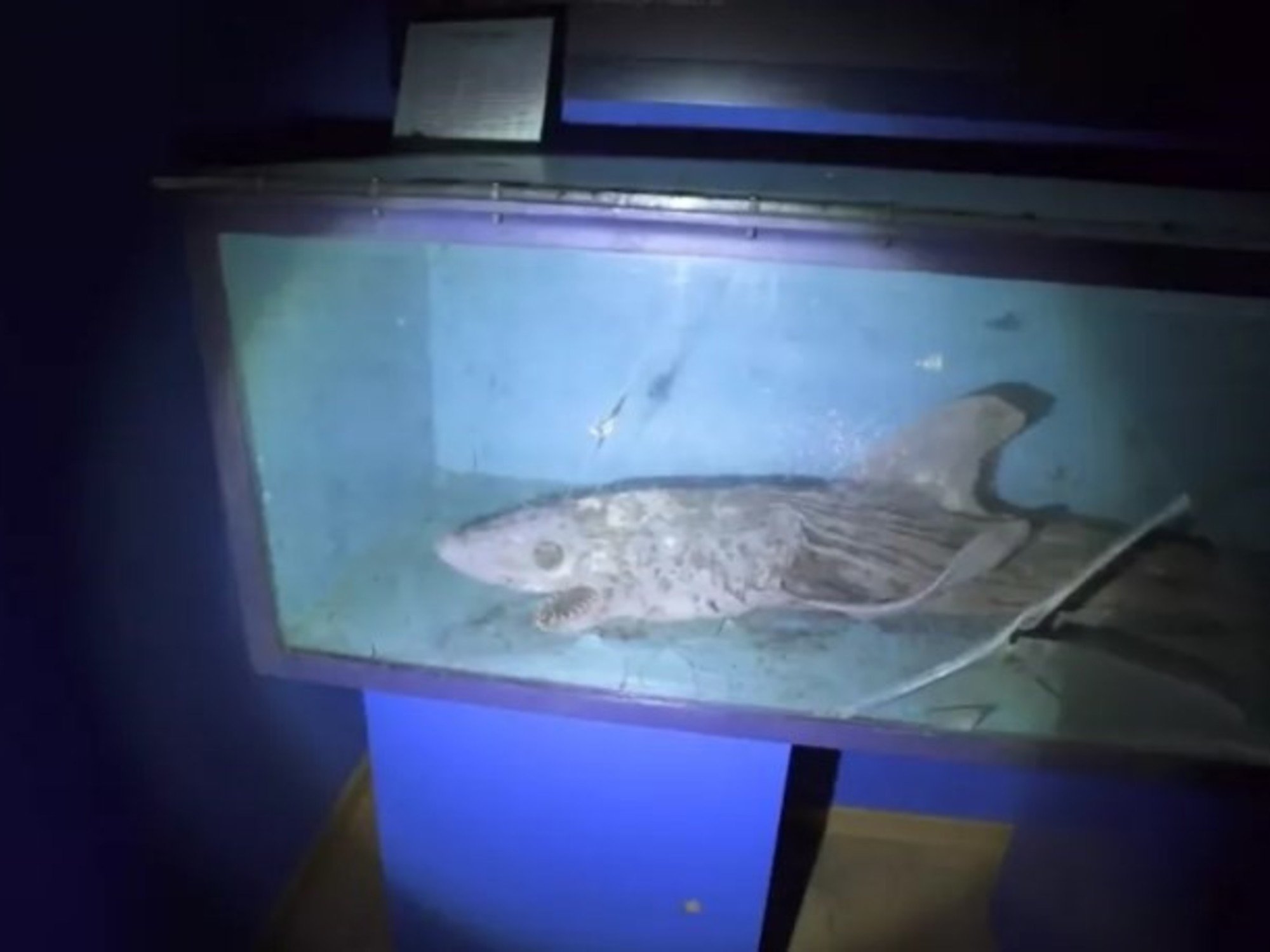 El cadáver de un tiburón en un acuario abandonado de España.