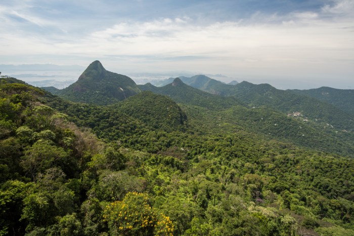 Un bosque en un parque nacional de Río de Janeiro, en Brasil.