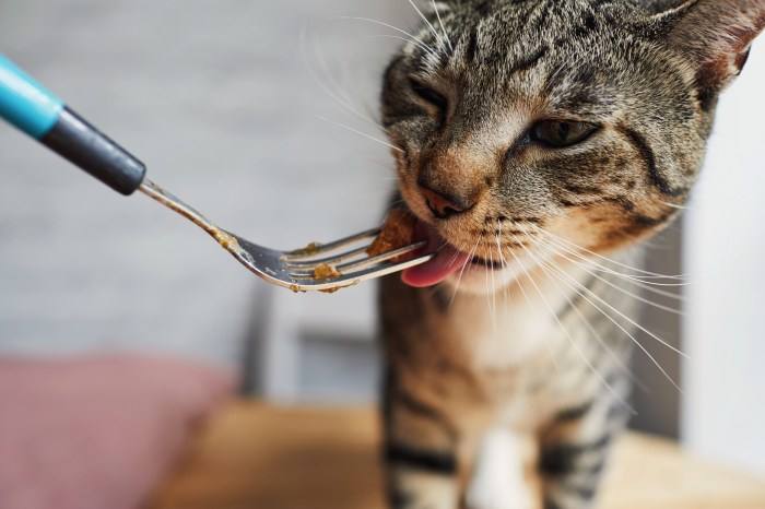 Una persona le da alimento a su gato con un tenedor.
