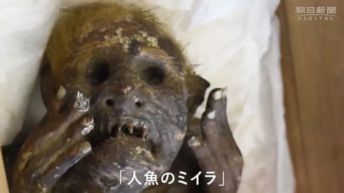 misterio momia sirena japon de jap  n