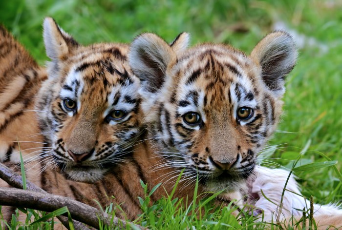 trafico ilegal especies silvestres aumenta facebook cachorro de tigre