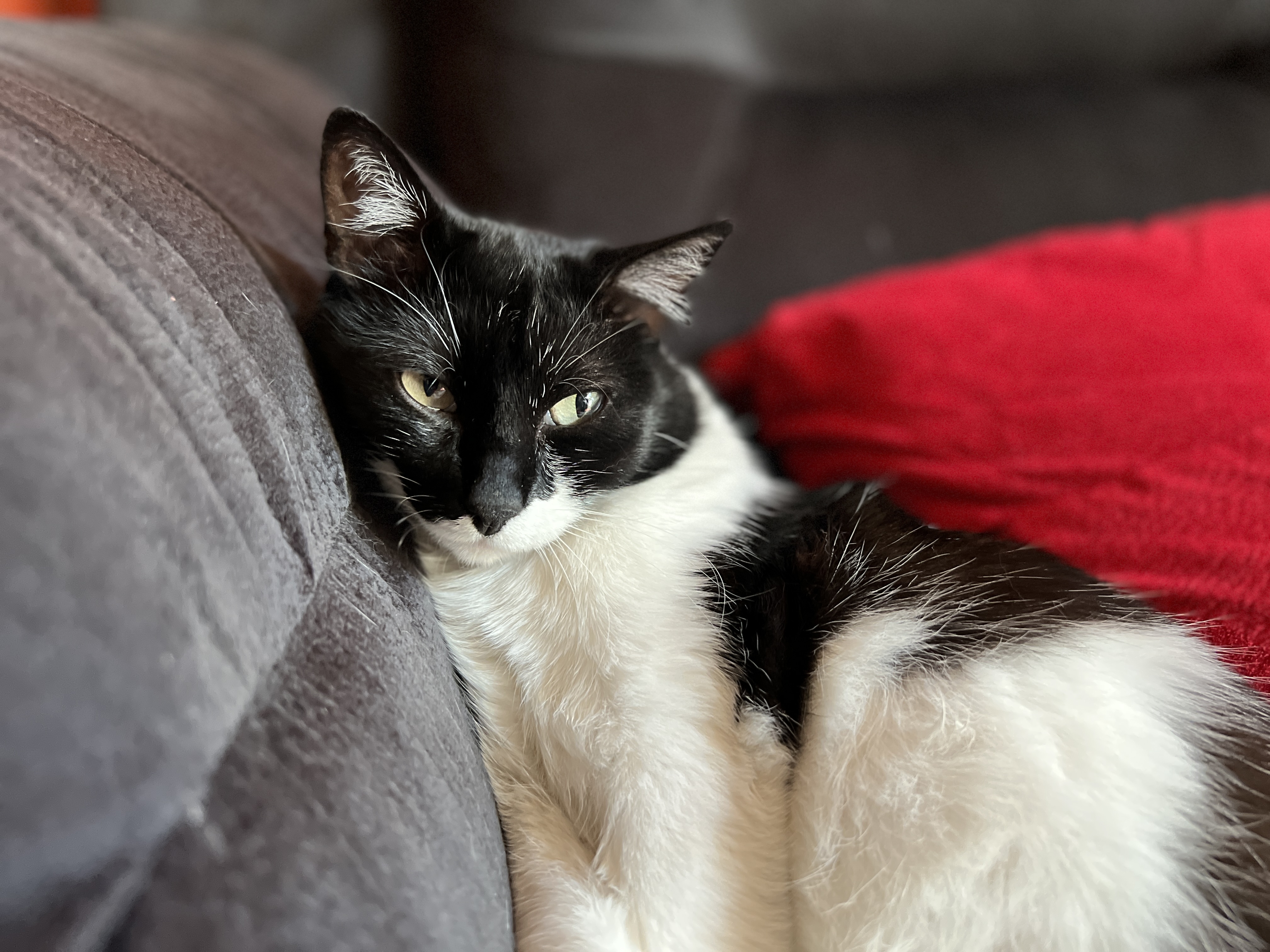 Un gato está acostado sobre un sofá.