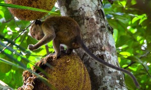 El gusto por el alcohol sería una herencia de los primates