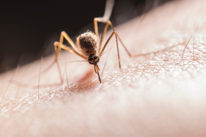 Los mosquitos modificados genéticamente dividen a California