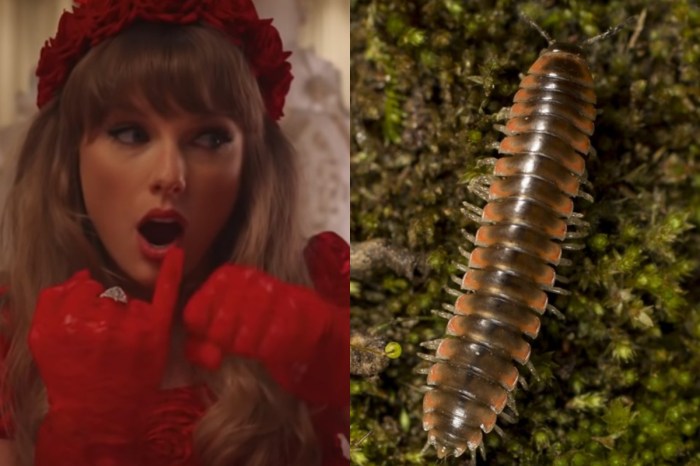 Cómo Taylor Swift logró inspirar el nombre de un milpiés