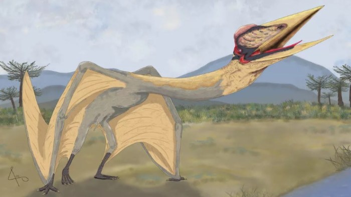 dragon de la muerte pterosaurio argentina drag  n