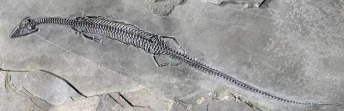 descubren reptil marino fosil cola mas larga paquipleurosaurio