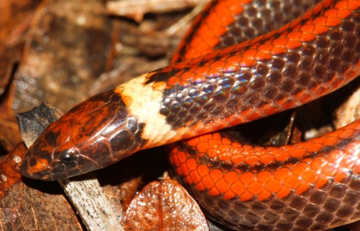 serpiente paraguaya descubren