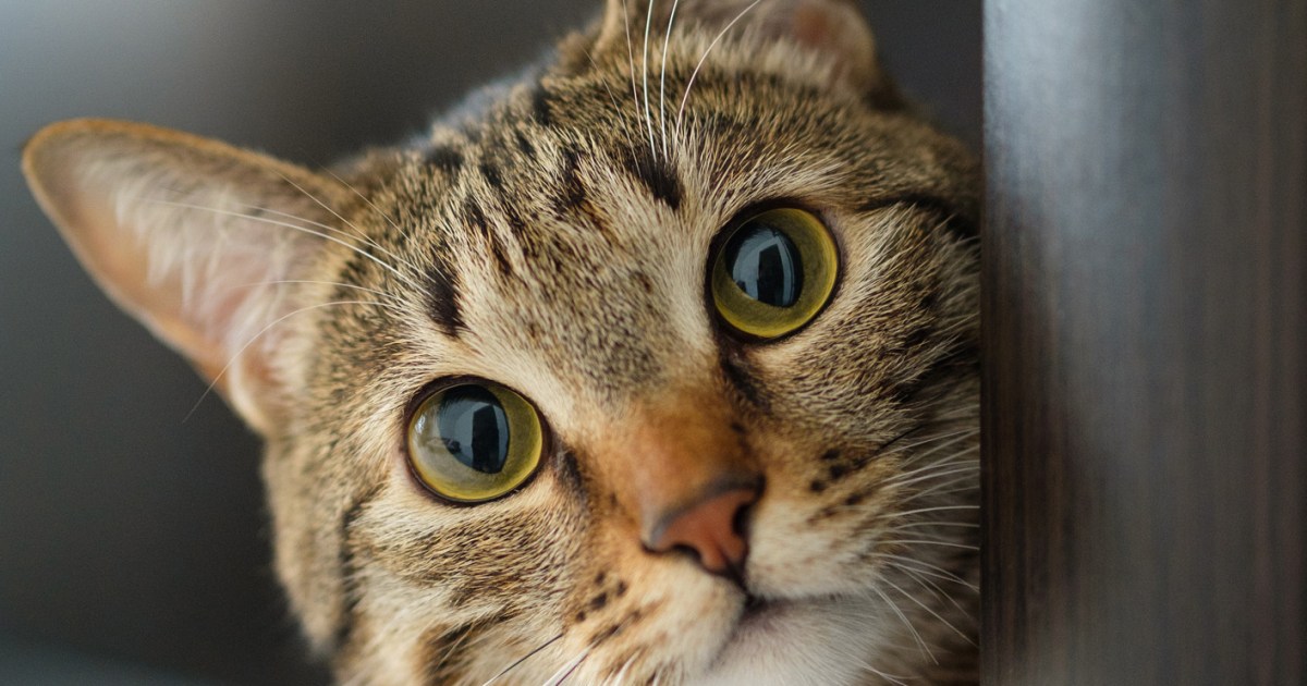 Un estudio afirma que los gatos recuerdan los nombres y caras de
