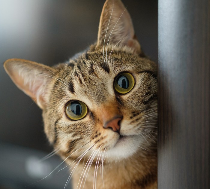 gatos pueden reconocer nombres caras humanos gato reconoce