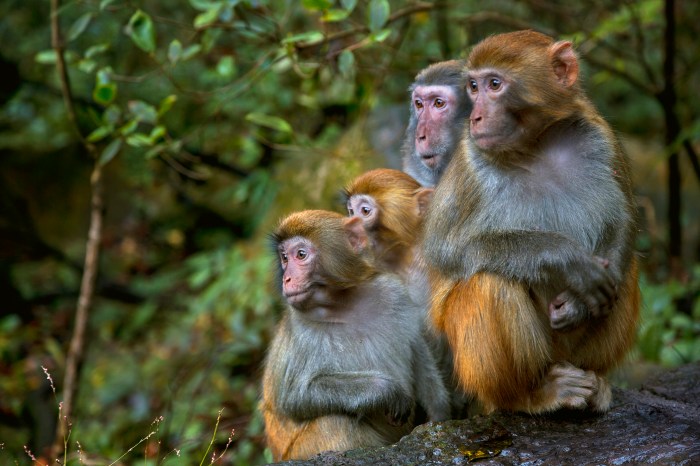 viruela del mono que es rhesus macaque monkeys  macaca mulatta zhangjiajie national forest park china
