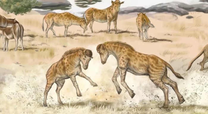 jirafa cuello corto prehistorica casco prehist  rica