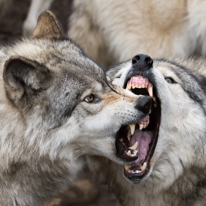 perros domesticos vienen lobos asiaticos gray wolf  canis lupus hostility
