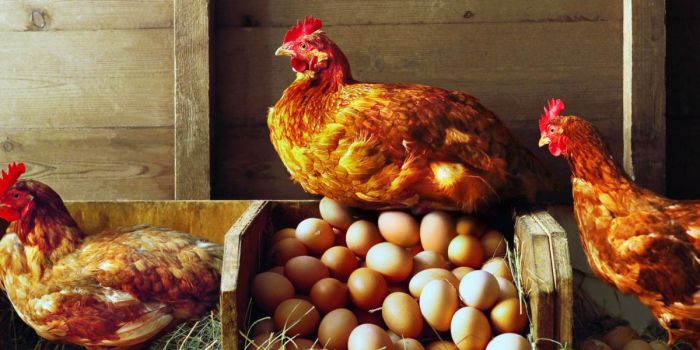 huevos de gallina anticuerpos covid 19 huevo