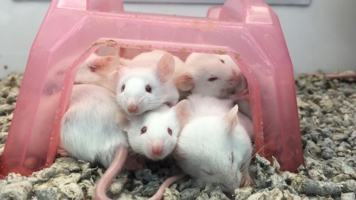 crean ratones clonados celulas piel liofilizadas mice with toy in tank