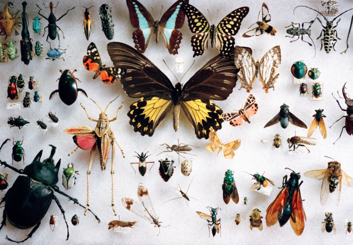 insectos si pueden sentir dolor preserved butterflies and other insects