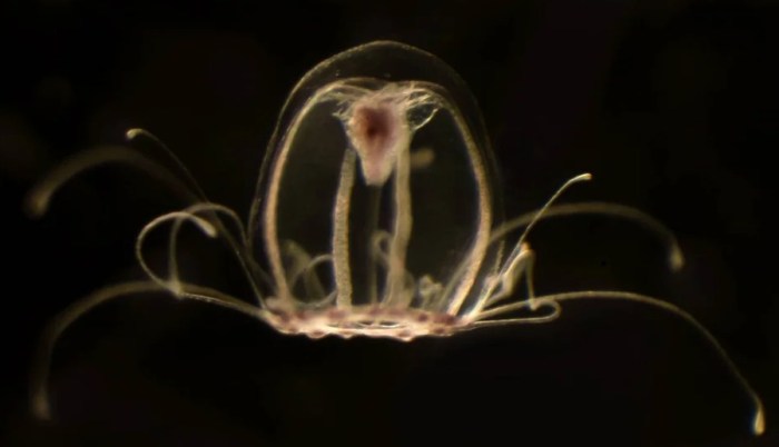 turritopsis dohrnii medusa inmortal