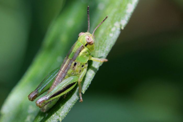 hackean langostas olfatear cancer two striped grasshopper