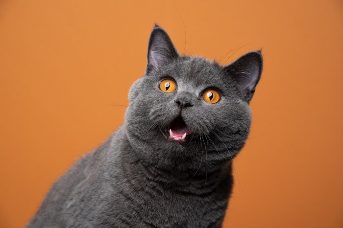 gatos polonia especies exoticas invasoras funny british shorthair cat portrait looking shocked or surprised