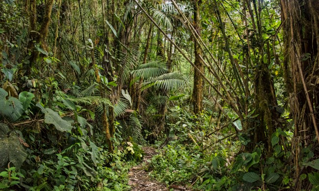 deforestacion selva amazonica escuchar cloud forest scenic