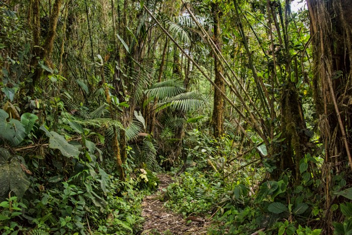 deforestacion selva amazonica escuchar cloud forest scenic