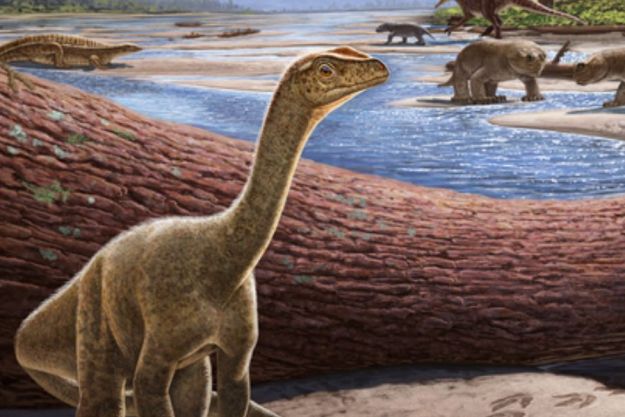 Un reptil sobrevivió al meteorito que mató a los dinosaurios | Digital  Trends Español