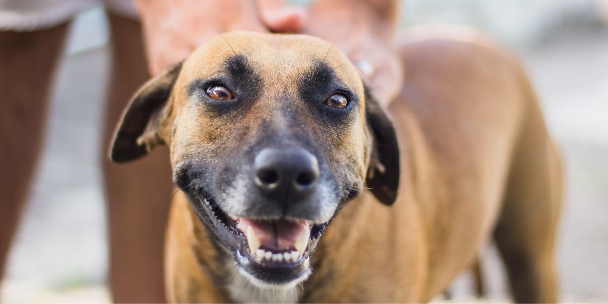 Guau, qué ternura: los perros también lloran de emoción - Digital Trends  Español