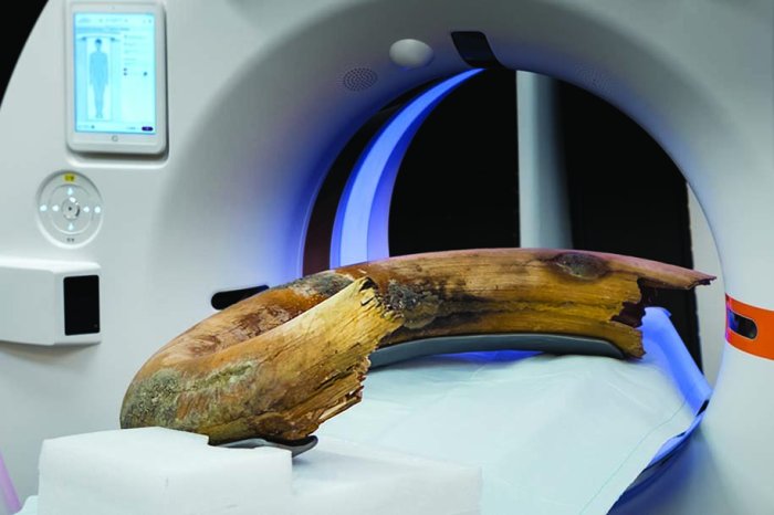 colmillo de mamut escaneado primera vez ct scanner captures en