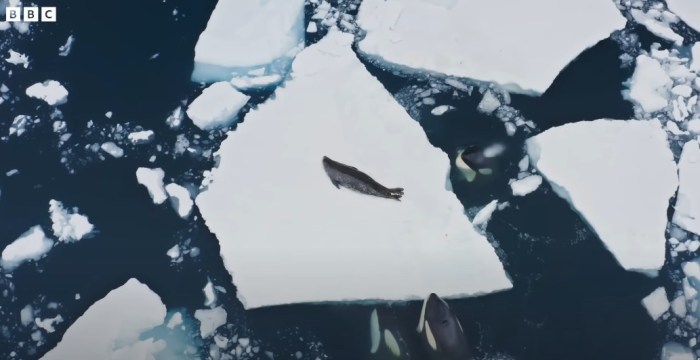 orcas tecnica caza foca
