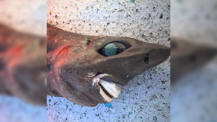 tiburon pesadilla sonrisa humana ojos desorbitados tibur  n