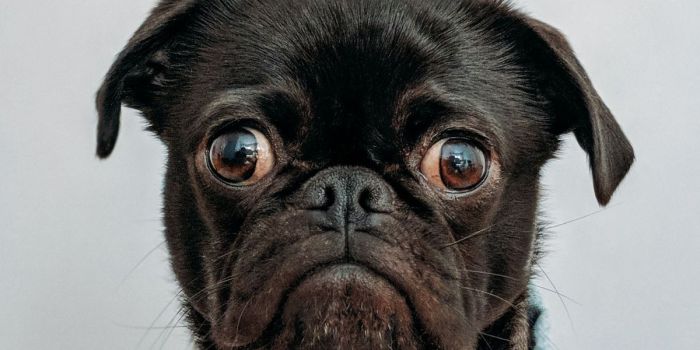 perros capaces oler detectar estres humano estr  s