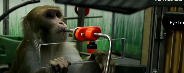 neuralink show elon musk mono tecleando telepatico monos