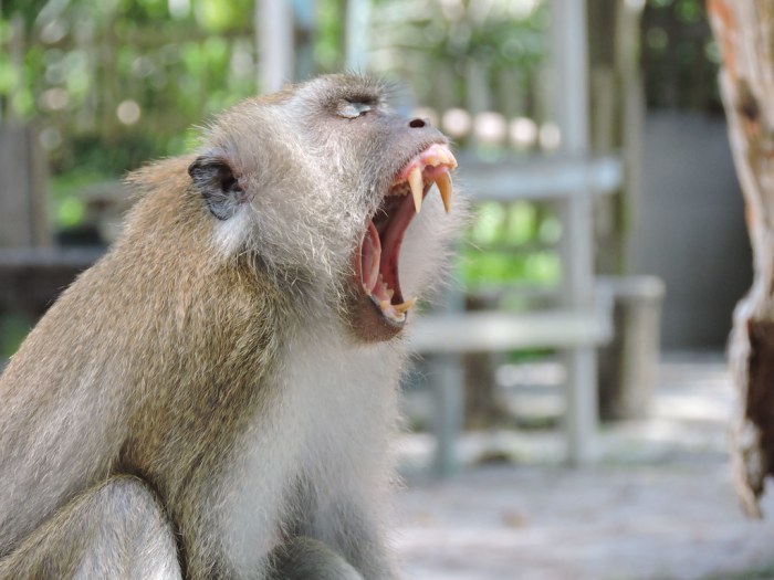 macaco cangrejero prueba hibernacion humana espacio