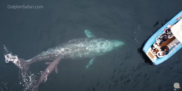 nacimiento ballena gris video