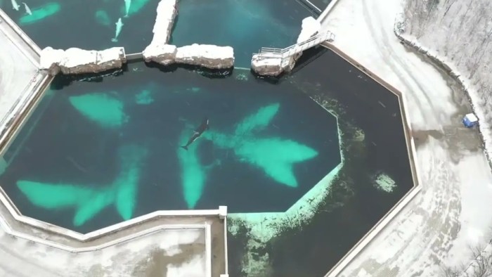 orca kiska cautiverio dron sobrevuelo