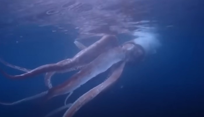 calamar gigante video en primer plano jap  n