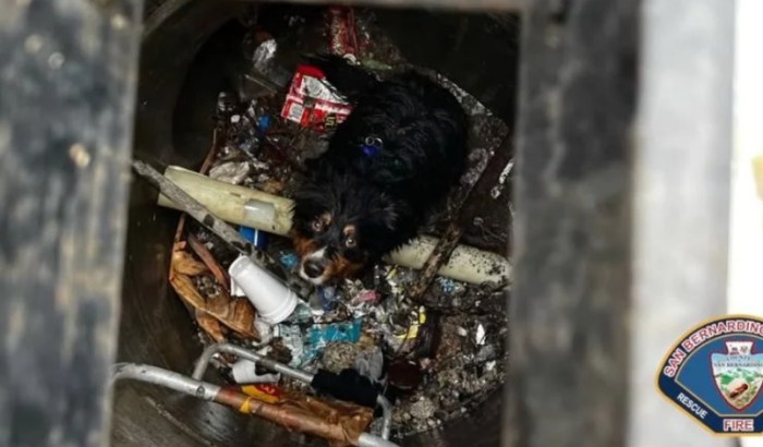airtag rescate perro perdido inundacion california rescatado