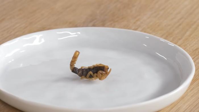 union europea insectos consumo alimentos cotxapi com zw9m8jl6pae unsplash