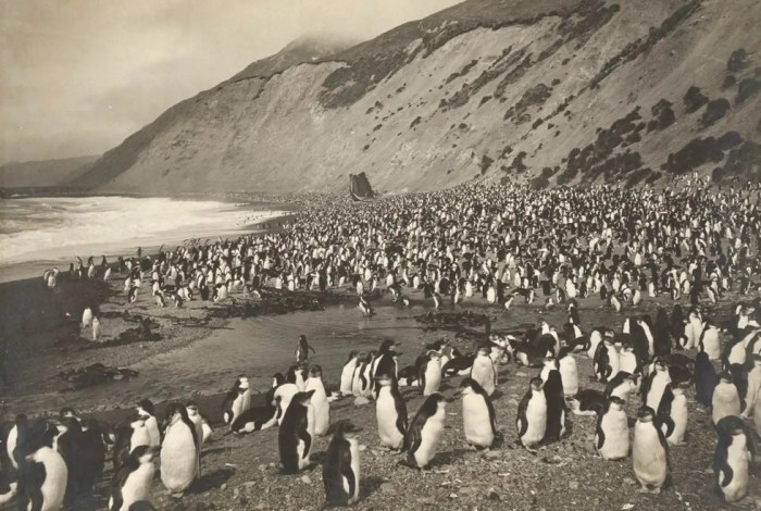 fotos expediciones antarticas un siglo 1911 ant  rtida