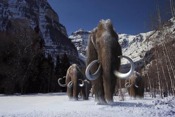 mamut lanudos bestias sexuales los mamuts se extinguieron por un problema metabolico