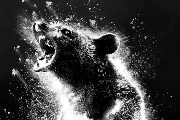Cocaine Bear (2023) – Todo lo nuevo que llega a Amazon Prime Video en agosto de 2023