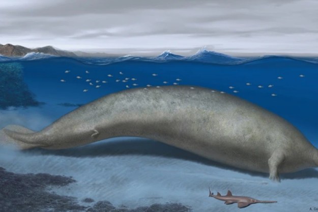 ballena colosal peru animal mas pesado perucetus colossus