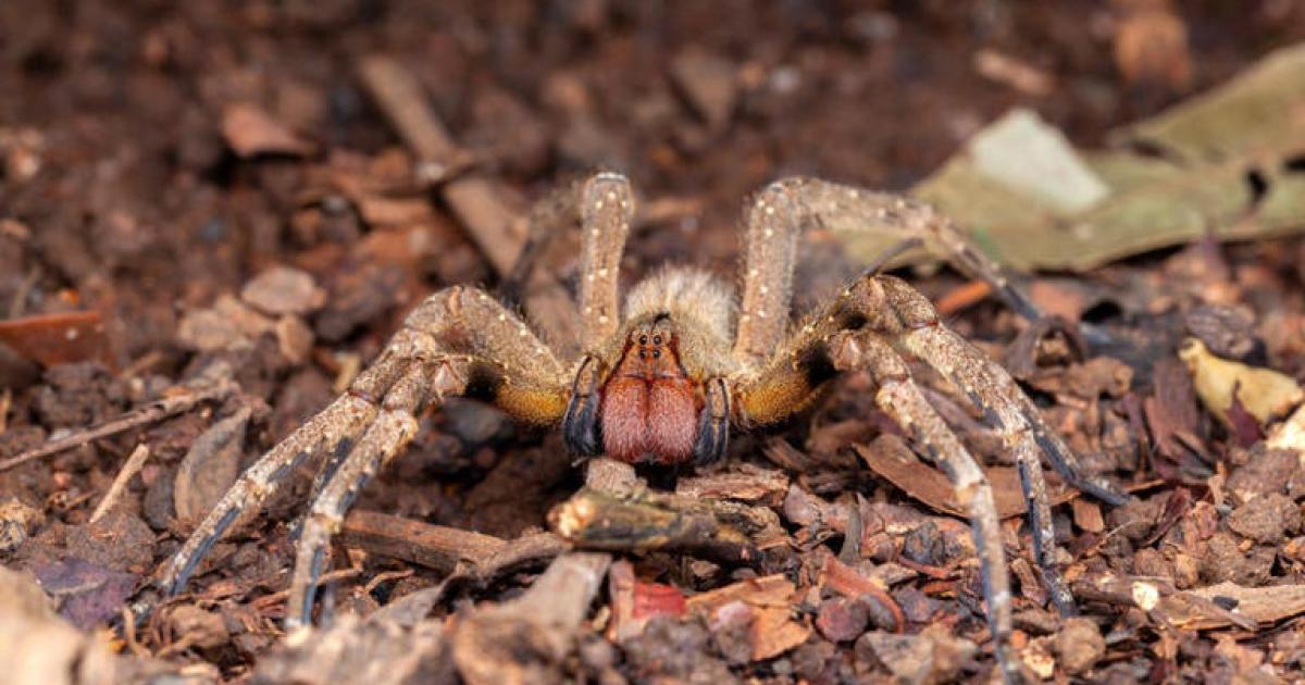 El veneno de una araña brasileña podría ser el próximo Viagra