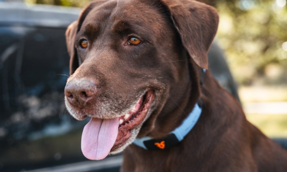 collar ia hacia hablar perro shazam